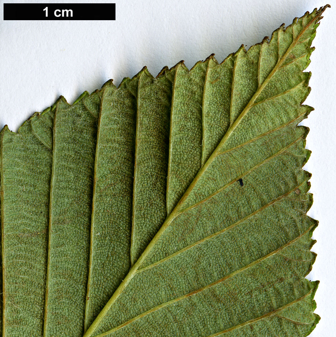 High resolution image: Family: Rosaceae - Genus: Sorbus - Taxon: henryi